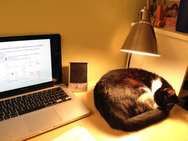 Ces chats aiment la chaleur - #24 