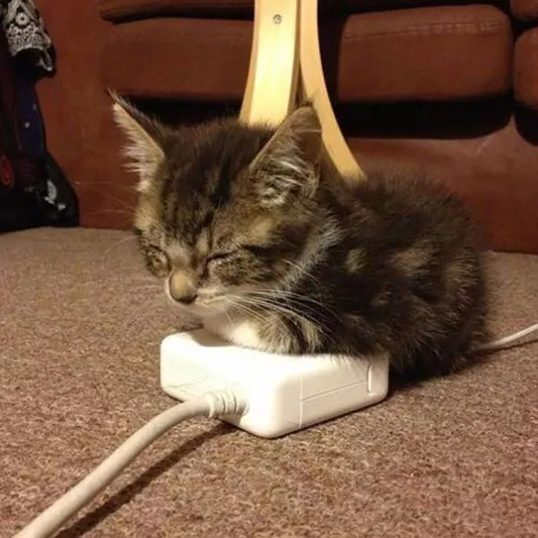 Ces chats aiment la chaleur - #26 