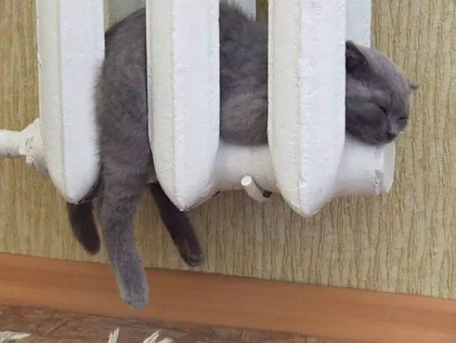 Ces chats aiment la chaleur - #28 
