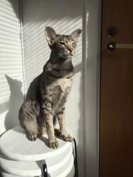 Cats that love warmth - #3 