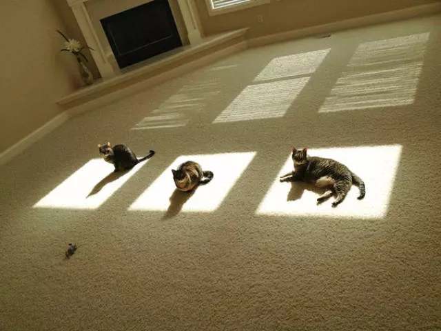 Cats that love warmth