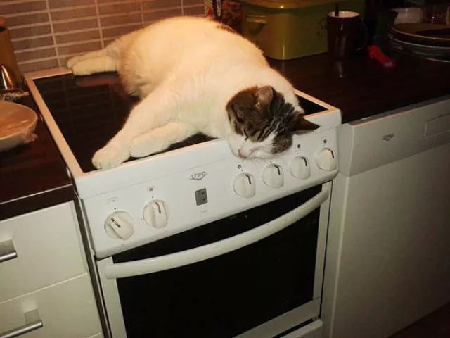 Ces chats aiment la chaleur - #35 