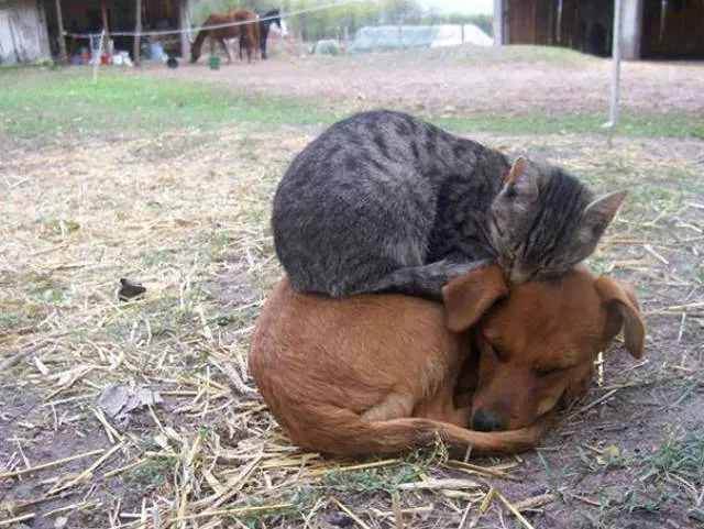 Ces chats aiment la chaleur - #37 