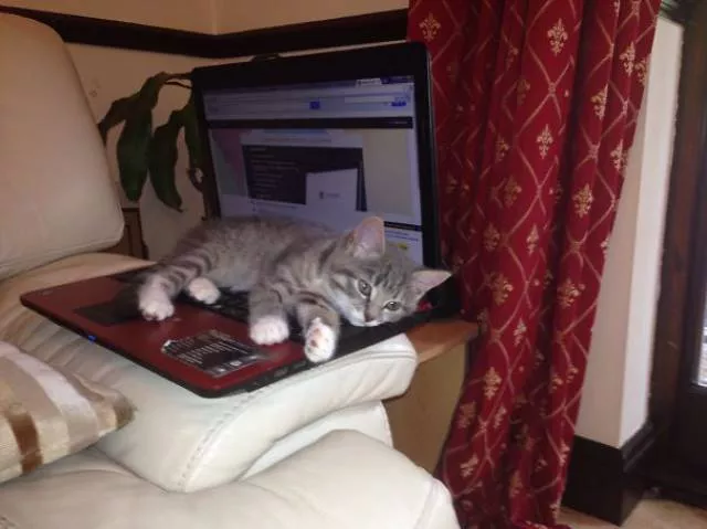 Ces chats aiment la chaleur - #39 