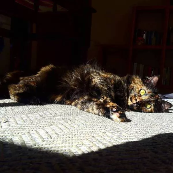 Ces chats aiment la chaleur - #4 