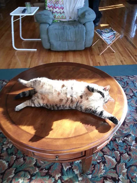 Ces chats aiment la chaleur - #40 
