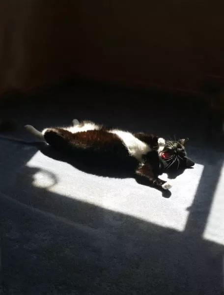 Ces chats aiment la chaleur - #41 