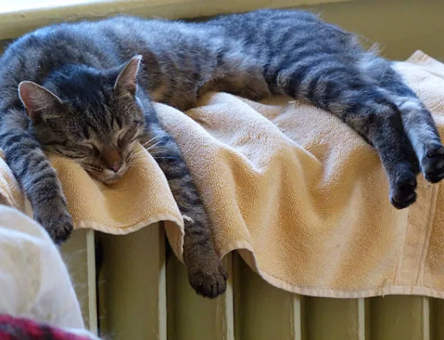 Ces chats aiment la chaleur - #43 
