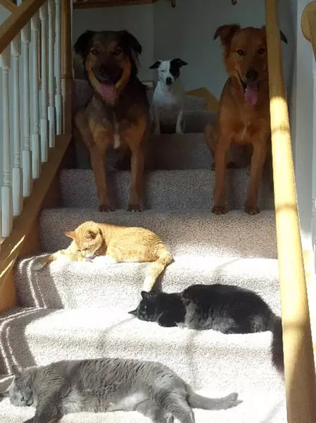 Ces chats aiment la chaleur - #46 