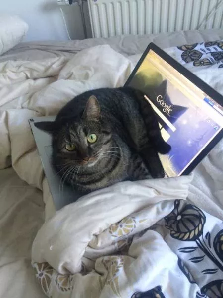 Ces chats aiment la chaleur - #47 