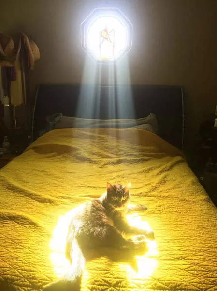Ces chats aiment la chaleur - #49 