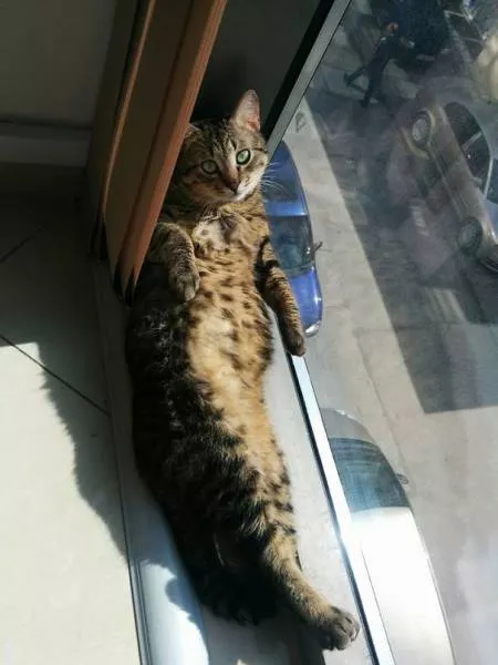 Cats that love warmth - #5 