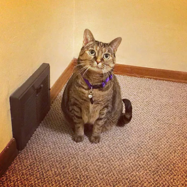 Ces chats aiment la chaleur - #50 