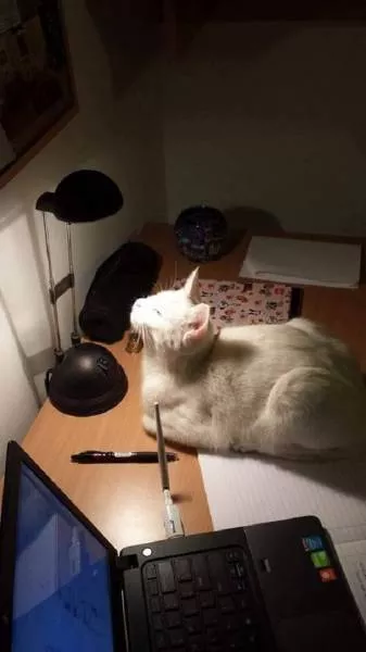 Cats that love warmth - #6 