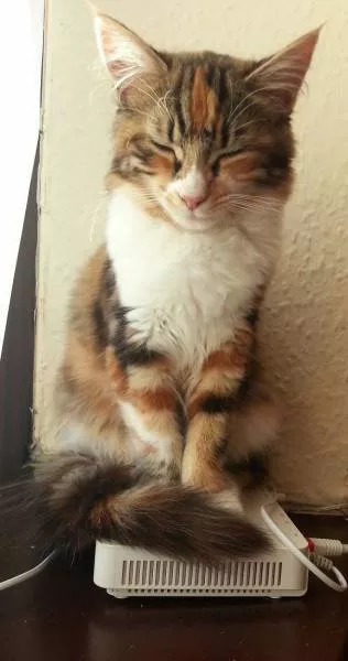 Cats that love warmth - #7 