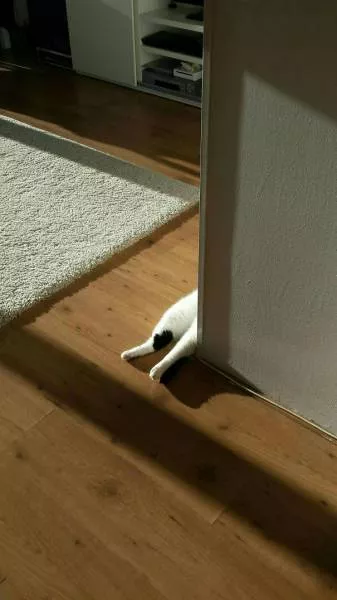 Cats that love warmth - #8 