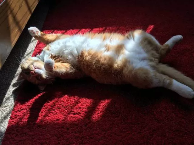 Cats that love warmth - #9 
