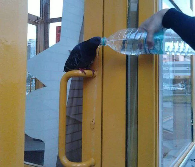 This can happen only in russia - #33 