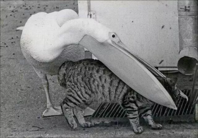Picdump 25 - #39 