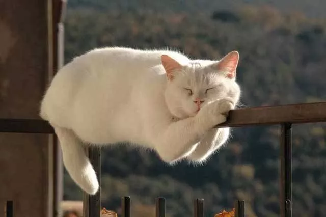 Une selection des plus belles photos du net - #40 