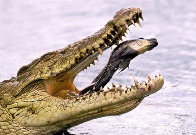43 perfectly timed photos - #21 
