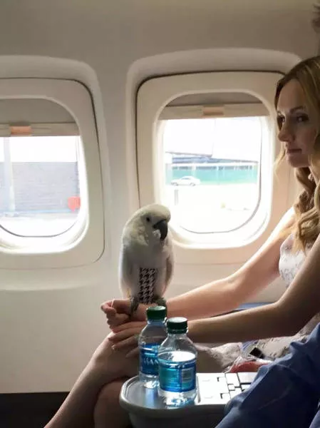 Reasons not to fly on planes - #15 