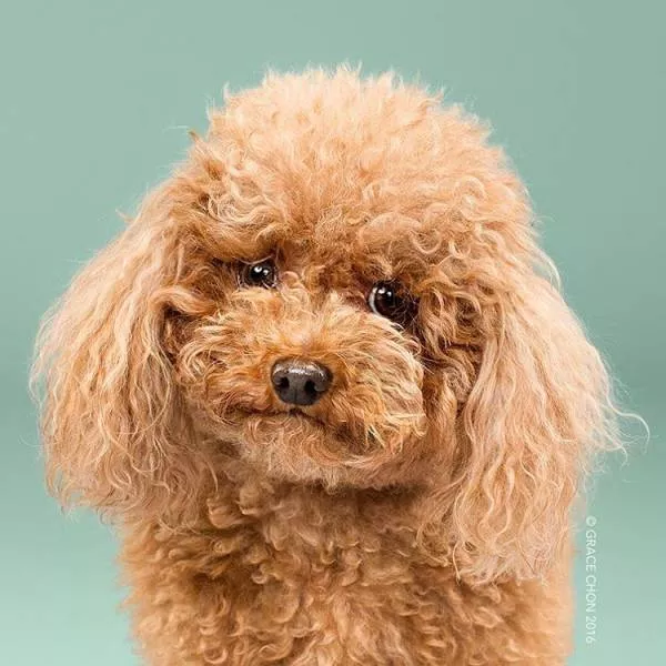 Avant apres chiens bien coiffes - #1 
