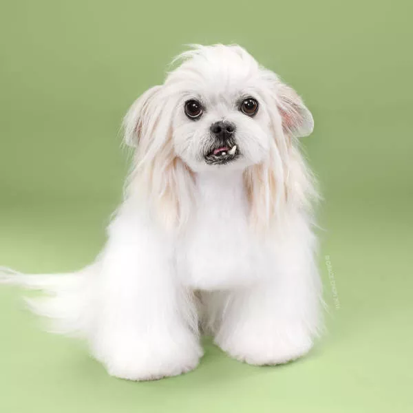 Before and after groomed dogs - #10 