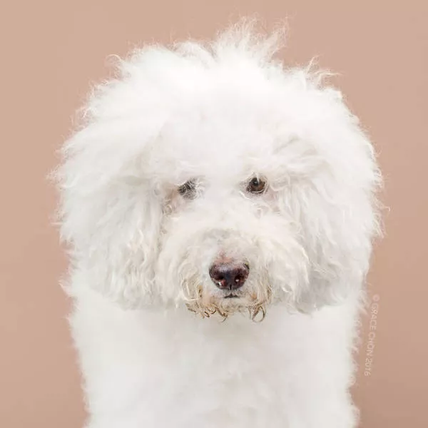 Before and after groomed dogs - #11 
