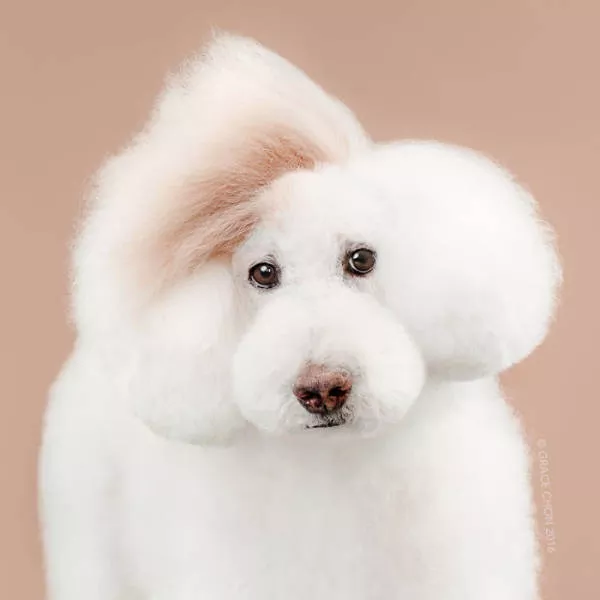 Before and after groomed dogs - #12 