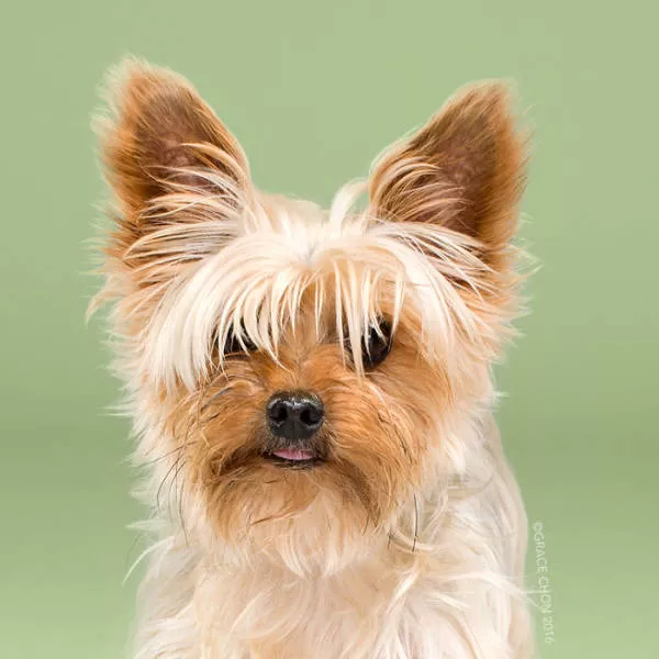 Before and after groomed dogs - #13 