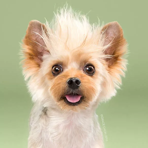 Before and after groomed dogs - #14 