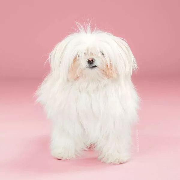 Before and after groomed dogs - #15 