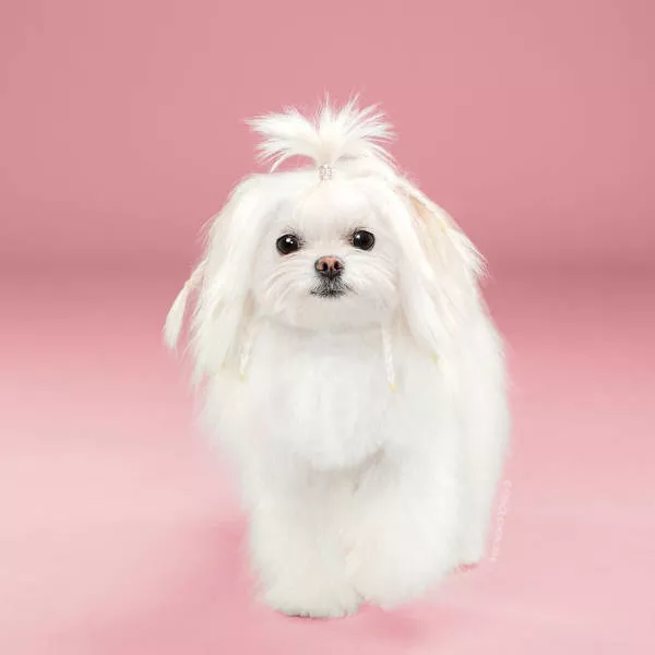 Before and after groomed dogs - #16 