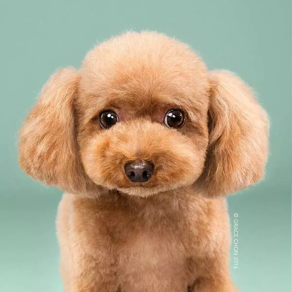 Avant apres chiens bien coiffes