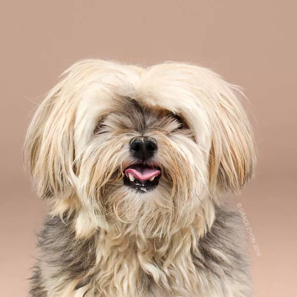 Before and after groomed dogs - #3 