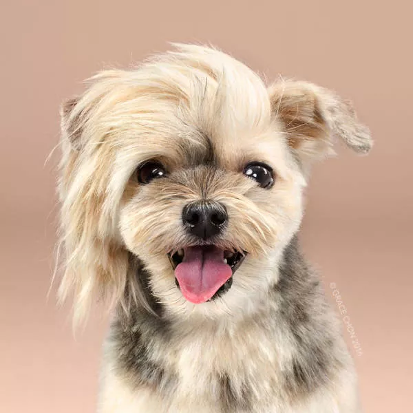 Avant apres chiens bien coiffes - #4 