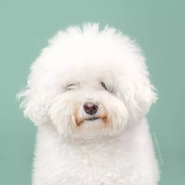 Avant apres chiens bien coiffes - #5 