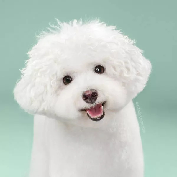 Before and after groomed dogs - #6 