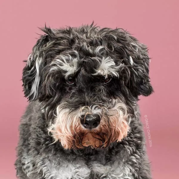 Before and after groomed dogs - #7 