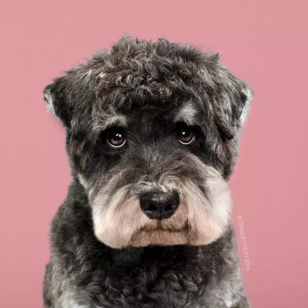 Before and after groomed dogs - #8 