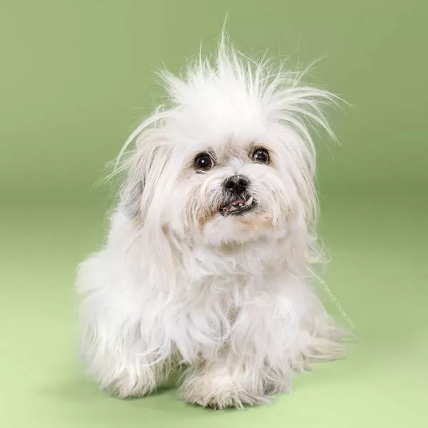 Before and after groomed dogs - #9 