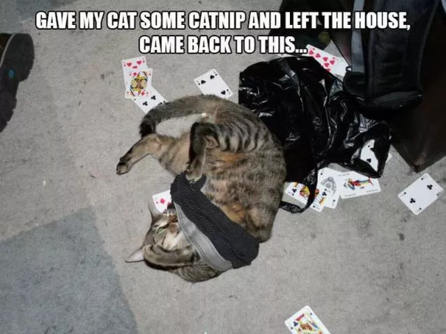 Picdump 186 - #55 