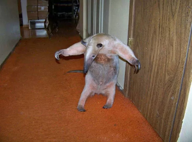 41 most unusual pets you can have - #1 