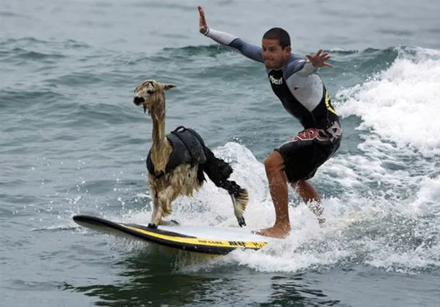 41 most unusual pets you can have - #10 