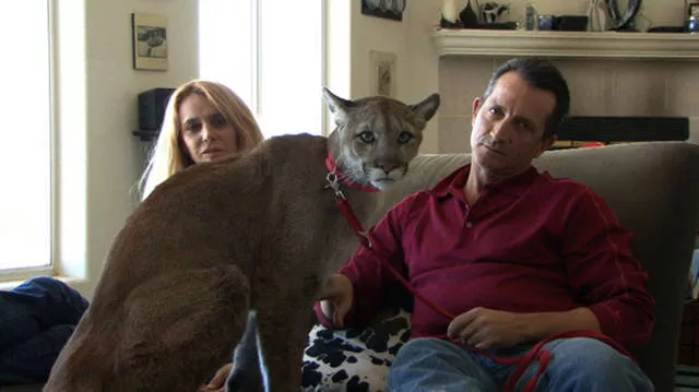 41 animaux insolites que vous pouvez avoir chez vous - #11 