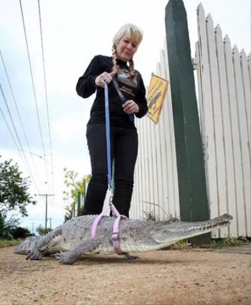 41 most unusual pets you can have