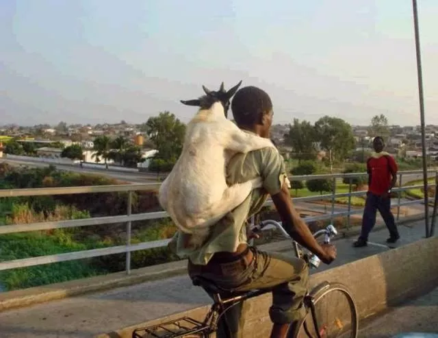 41 most unusual pets you can have - #15 