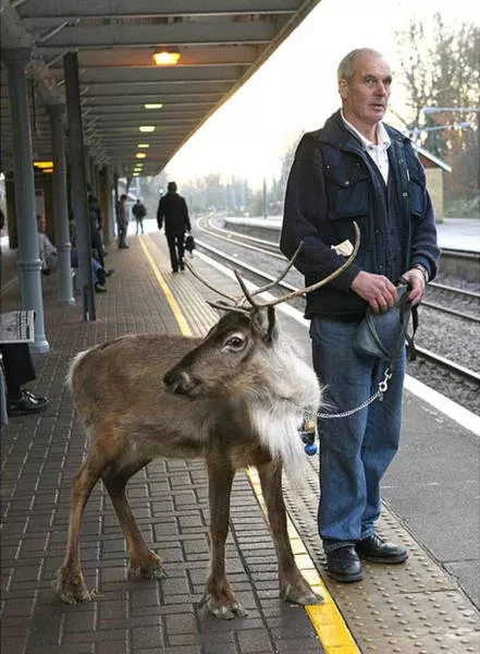 41 animaux insolites que vous pouvez avoir chez vous - #17 