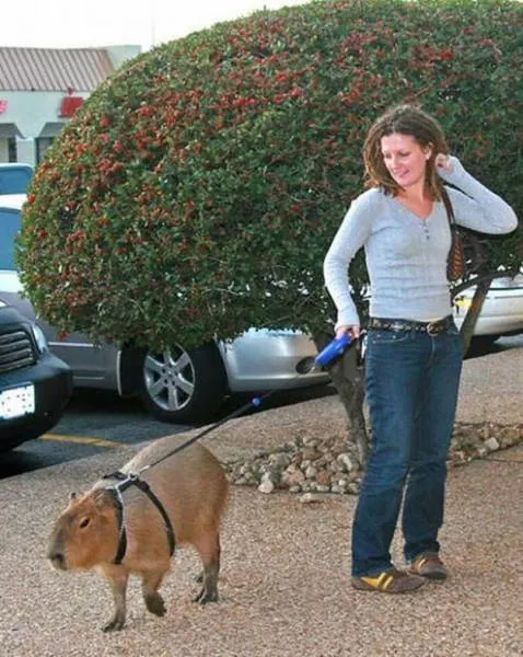 41 most unusual pets you can have - #18 